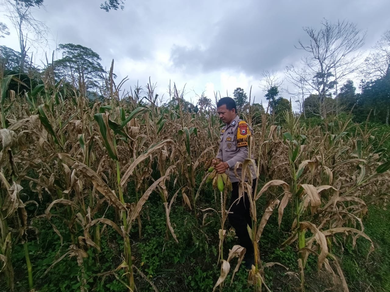 Bhabinkamtibmas Hadiri Panen Raya Jagung Bersama Kelompok Tani Desa Binaan